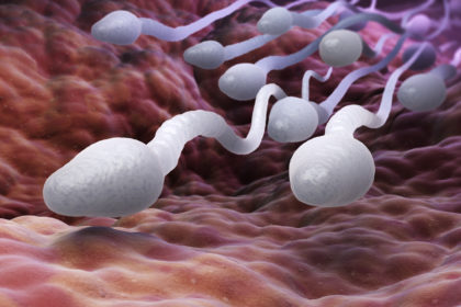 Male sperm cells