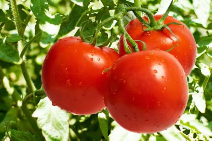 Whats-the-beneficial-qualities-of-including-Tomatoes-in-your-diet1
